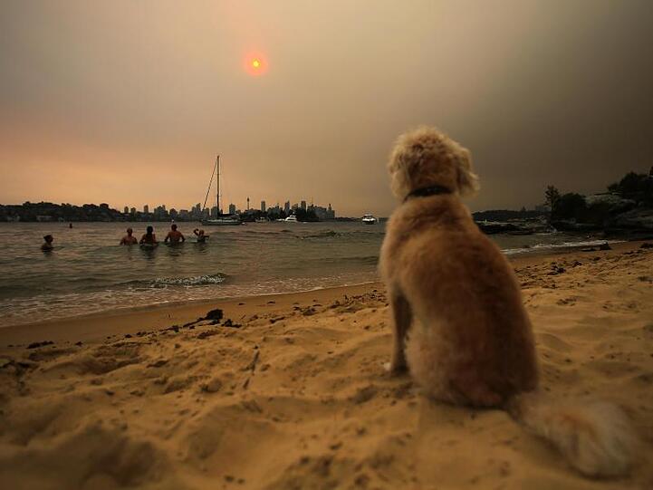 Im Osten Australiens halten eine 60 Kilometer breite Feuerfront nahe der Millionenstadt Sydney und zahlreiche weitere Buschbrände die Feuerwehr und die Einwohner in Atem. Die Badegäste kommen dennoch an Sydneys "Milk Beach".