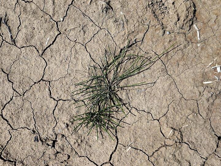 Gras wächst auf trockenem und rissigem Ackerboden. Foto: Karl-Josef Hildenbrand/dpa/Symbolbild