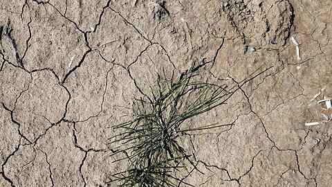 Gras wächst auf trockenem und rissigem Ackerboden. Foto: Karl-Josef Hildenbrand/dpa/Symbolbild