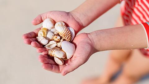 Muscheln sind zwar ein schönes Urlaubssouvenir - doch nicht überall darf man sie sammeln.