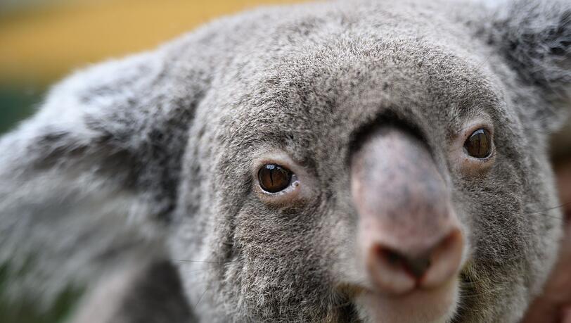 Koalas sind vielerorts in Australien stark bedroht. (Archivbild)