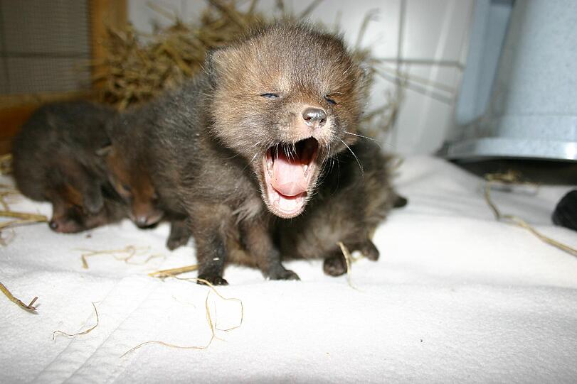 Gähn! Dieser wenige Tage alte Fuchs wächst im Tierheim auf.