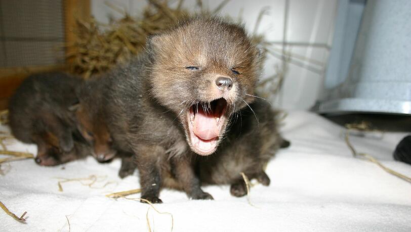 Gähn! Dieser wenige Tage alte Fuchs wächst im Tierheim auf. Gähn! Dieser wenige Tage alte Fuchs wächst im Tierheim auf.