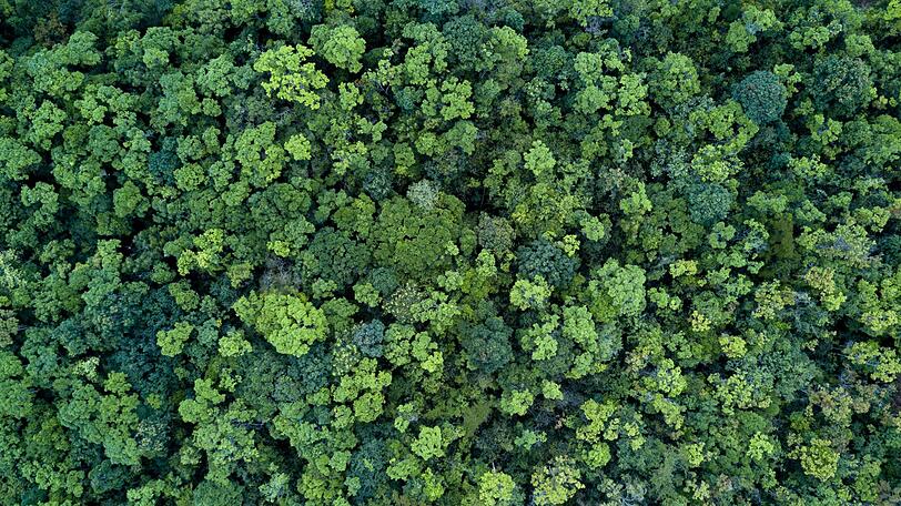 Wie und warum kann bloßes Sein zwischen Bäumen wie Medizin wirken? Zum einen sorgt der Wald für Entspannung, zum anderen verhilft er zugleich zu Energie. Wer regelmäßig und ausreichend lange im Wald badet, kann dadurch erwiesenermaßen Glück und Gesundheit steigern. Die Empfehlungen reichen von mindestens zwei Stunden pro Woche bis besser noch vier Mal zwei Stunden pro Woche. Wie und warum kann bloßes Sein zwischen Bäumen wie Medizin wirken? Zum einen sorgt der Wald für Entspannung, zum anderen verhilft er zugleich zu Energie. Wer regelmäßig und ausreichend lange im Wald badet, kann dadurch erwiesenermaßen Glück und Gesundheit steigern. Die Empfehlungen reichen von mindestens zwei Stunden pro Woche bis besser noch vier Mal zwei Stunden pro Woche.