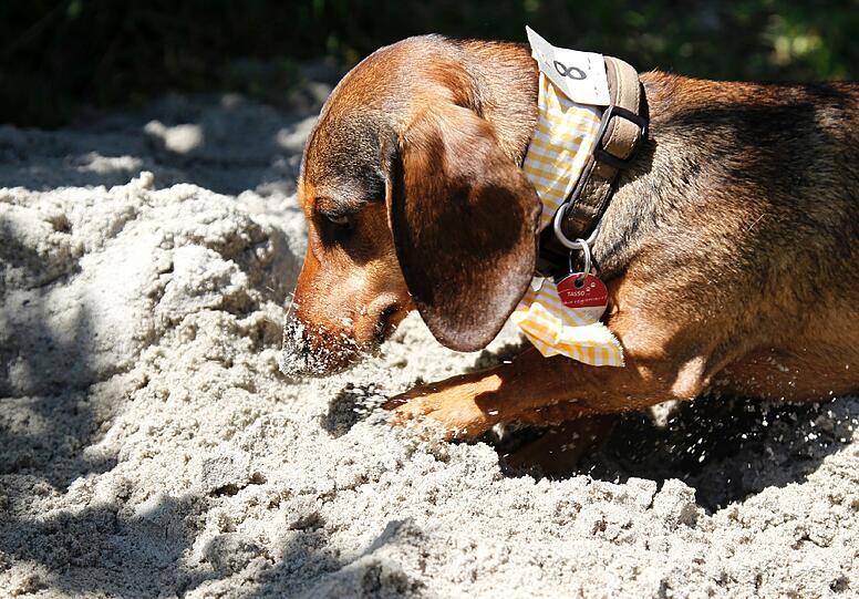 Es gehört für einen Münchner schon zum guten Ton, einmal mit einem Hund im E-Garten Gassi gewesen zu sein. Der Dackelverein München feierte heuer in Riem seine erste "Dackelparty". Es gehört für einen Münchner schon zum guten Ton, einmal mit einem Hund im E-Garten Gassi gewesen zu sein. Der Dackelverein München feierte heuer in Riem seine erste "Dackelparty".