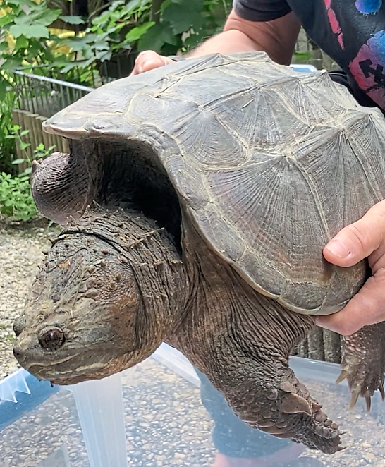 Auf einer Bundesstraße wurde die Schnappschildkröte aufgegriffen. Auf einer Bundesstraße wurde die Schnappschildkröte aufgegriffen.