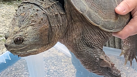 Auf einer Bundesstraße wurde die Schnappschildkröte aufgegriffen. Auf einer Bundesstraße wurde die Schnappschildkröte aufgegriffen.