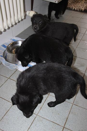 27 Hunde gerettet. Die Bilder zum Durchklicken.