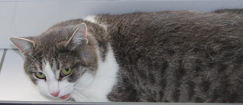 Der extrem schüchterne Kater Hugo kam Ende Mai 2015 als Fundtier ins Heim. Hugo braucht eine gewisse Eingewöhnungszeit, um Vertrauen zu fassen. Hat er jemand richtig kennengelernt, ist er zutraulich und freundlich.
 
Bevorzugt werden Katzenfreunde, die bereits Erfahrung mit schüchternen Tieren gesammelt haben. Eine großzügige Wohnung mit vernetztem Balkon wären für Hugos Wohlbefinden ideal.