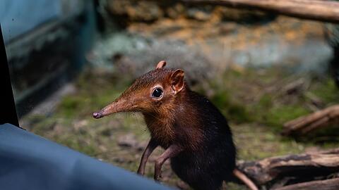 Ein Rotschulter-Rüsselhündchen im Tierpark Hellabrunn.