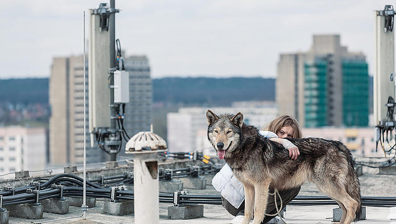 Am Ende muss Ania fliehen – mit ihm, dem Wolf. Am Ende muss Ania fliehen – mit ihm, dem Wolf.