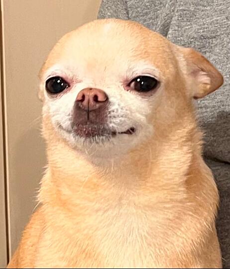 Lucy meine Chihuahua Hündin ist die Beste, weil Sie einen ganz einzigartigen Charakter hat. Sie geht nicht gerne Gassi, deshalb hält sie an jeder Bushaltestelle um in den Bus zu steigen. Sie liebt allgemein öffentliche Verkehrsmittel. Gerne sitzt sie auch an der S Bahn Haltestelle.