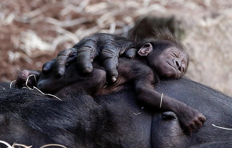 Das ist das Gorilla-Baby Nafi, das im Februar 2013 das Licht der Welt erblickte. Aus dem Monat stammen auch diese Bilder.