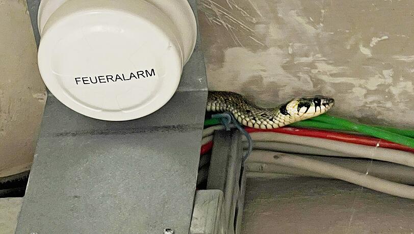 Diese Ringelnatter hat ein neues Kapitel in der Tierrettungsgeschichte der Münchner Feuerwehr geschrieben.