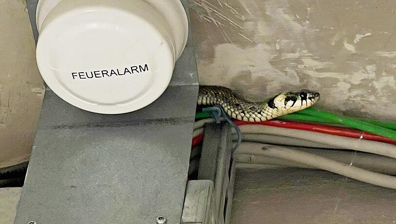 Diese Ringelnatter hat ein neues Kapitel in der Tierrettungsgeschichte der Münchner Feuerwehr geschrieben.