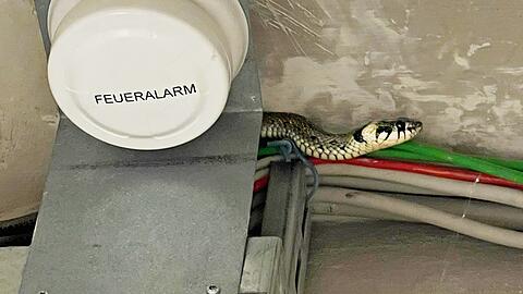 Diese Ringelnatter hat ein neues Kapitel in der Tierrettungsgeschichte der Münchner Feuerwehr geschrieben.