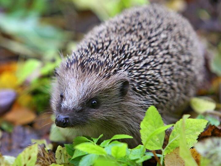 Ein Igel in einem Garten. Foto: Karl-Josef Hildenbrand/dpa/Archivbild
