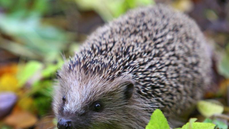 Ein Igel in einem Garten. Foto: Karl-Josef Hildenbrand/dpa/Archivbild Ein Igel in einem Garten. Foto: Karl-Josef Hildenbrand/dpa/Archivbild