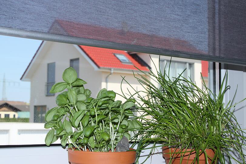 Verschiedene Küchenkräuter.