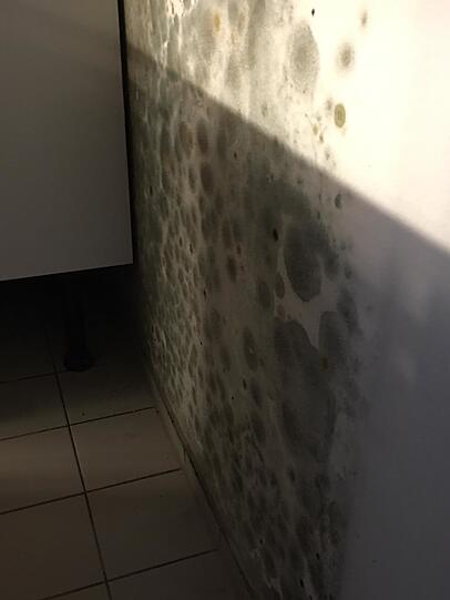 Auch diese Wand ist vom Schimmel überwuchert. Auch diese Wand ist vom Schimmel überwuchert.