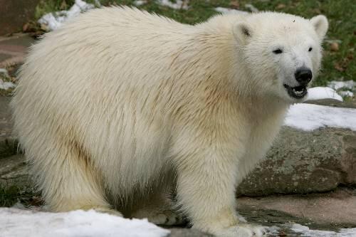 Verhält sich vorbildlich: Eisbären-Mama Vera.