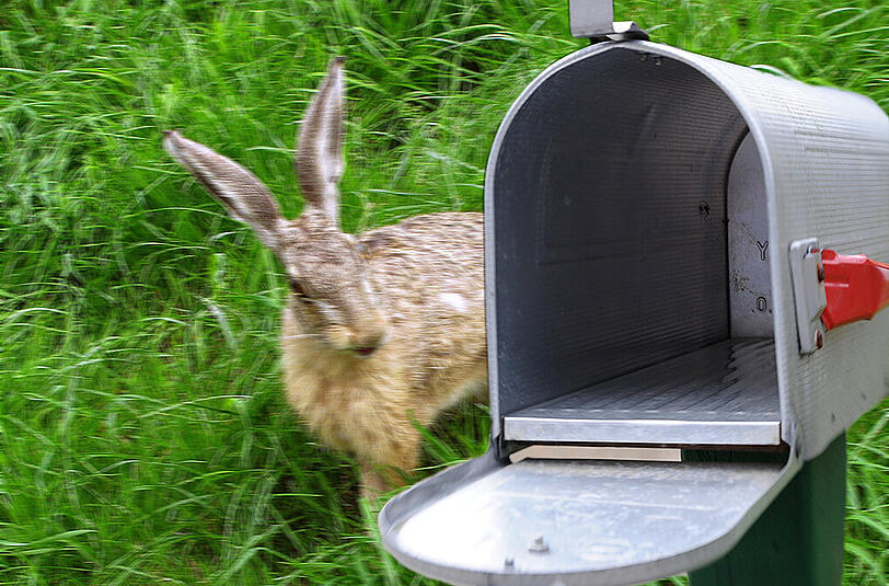 Der Tierquäler stopfte den lebenden Hasen in einen Briefkasten - das Tier konnte sich nicht mehr bewegen. Jetzt verspricht die Tierschutzorganisation PETA 1000 Euro Belohnung für gewinnbringende Hinweise. (Symbolbild)