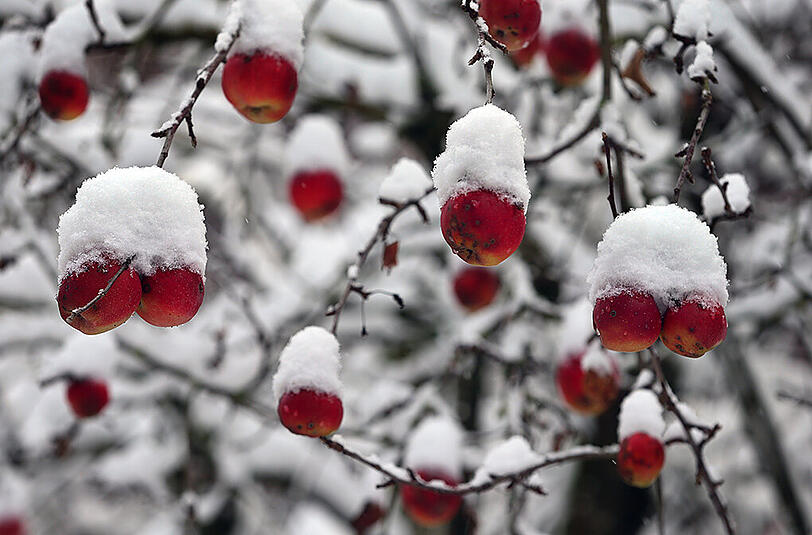Mit kleinen Schneehauben bedeckt sind Äpfel am 22.11.2015 an einem Apfelbaum in Kaufbeuren (Bayern).