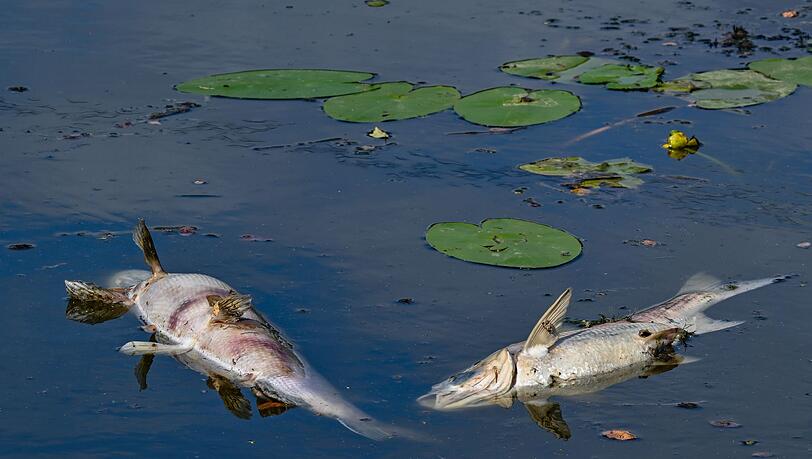 Dutzende tote Fische: Wegen Sauerstoffmangels verenden mehrere Tiere in dem See. (Symbolbild)