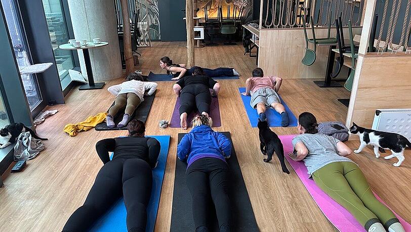 Teilnehmer liegen beim Yoga auf dem Boden: Die Katzen finden das interessant.