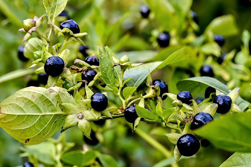 Die Tollkirsche enth&auml;lt Alkaloide wie Hyoscyamin, Atropin und Scopolamin. Alkaloide wirken sowohl aufputschend als auch l&auml;hmend. Sie k&ouml;nnen k&ouml;rperliche Unruhe, Kr&auml;mpfe und Tobsuchtsanf&auml;lle ausl&ouml;sen. In gr&ouml;&szlig;eren Dosen sind auch L&auml;hmungen m&ouml;glich. Schon zehn Tollkirschen zu verspeisen, kann f&uuml;r Erwachsene lebensgef&auml;hrlich sein. Im &auml;u&szlig;ersten Fall kann das Gift der Tollkirsche Ateml&auml;hmungen hervorrufen und zum Tod f&uuml;hren.