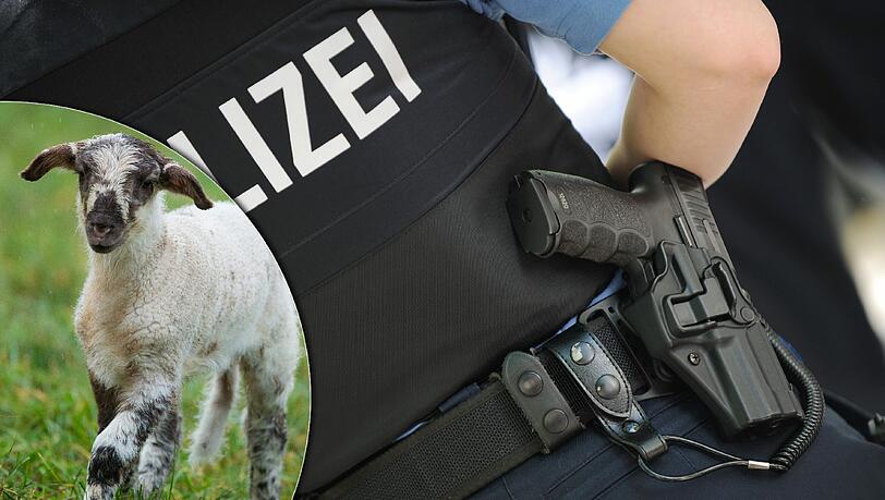 Völlig irre: Ein 55-Jähriger tötete vor den Augen der Polizei ein Lamm und bedrohte die Beamten mit dem Messer. Völlig irre: Ein 55-Jähriger tötete vor den Augen der Polizei ein Lamm und bedrohte die Beamten mit dem Messer.