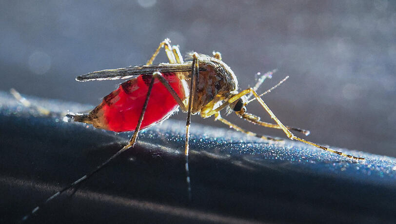 Eine mit Blut vollgesaugte Mücke: Wegen des guten Wetters ist die Natur knapp vier Wochen früher dran, und so legte beispielsweise die Hausmücke bereits Anfang April ihre Eier ab.