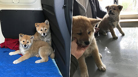 Diese beiden japanischen Akita-Welpen befinden sich derzeit im Tierheim auf der Quarantänestation.