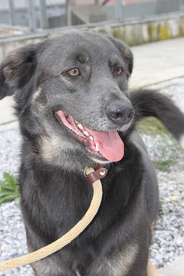 Frodo, ein Border-Collie-Mischling, ist drei Jahre alt - und braucht Action, sonst kommt er auf dumme Gedanken.