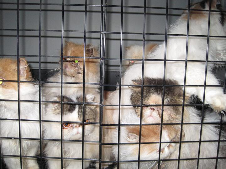 31 Katzen kamen ins Riemer Tierheim, werden jetzt liebevoll aufgepäppelt. Leider überlebten nicht alle Tiere.