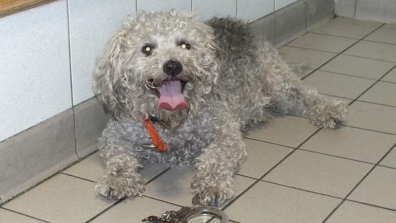 Nach dreistündiger Flucht ließ sich Pudel-Terrier "Quinzy" widerstandslos von der Polizei festnehmen und landete in der Gewahrsamszelle.