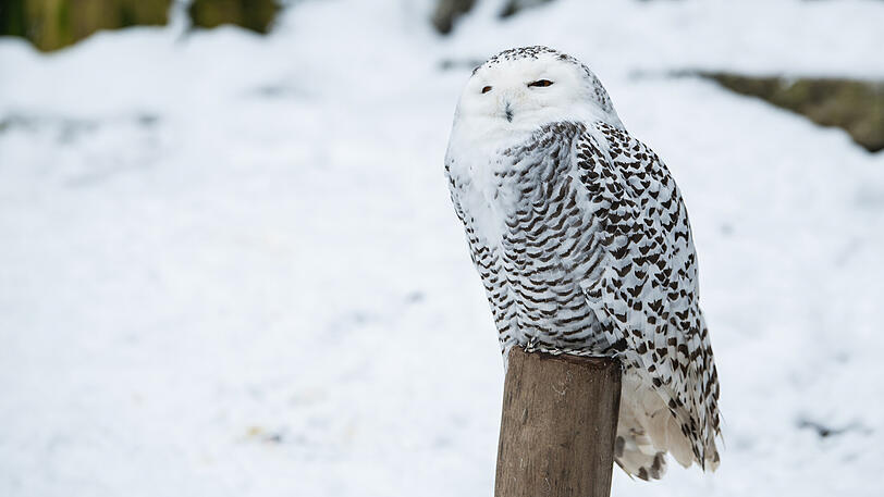 Eine Schneeeule.