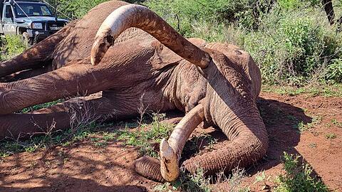 Craig zeugte mehrere K&auml;lber und trug damit zur Weitergabe seltener genetischer Merkmale bei.