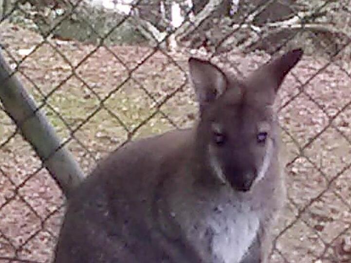 Das Foto zeigt ein ein Meter großes Wallaby. Foto: -/Polizeiinspektion Cham /dpa/Archivbild