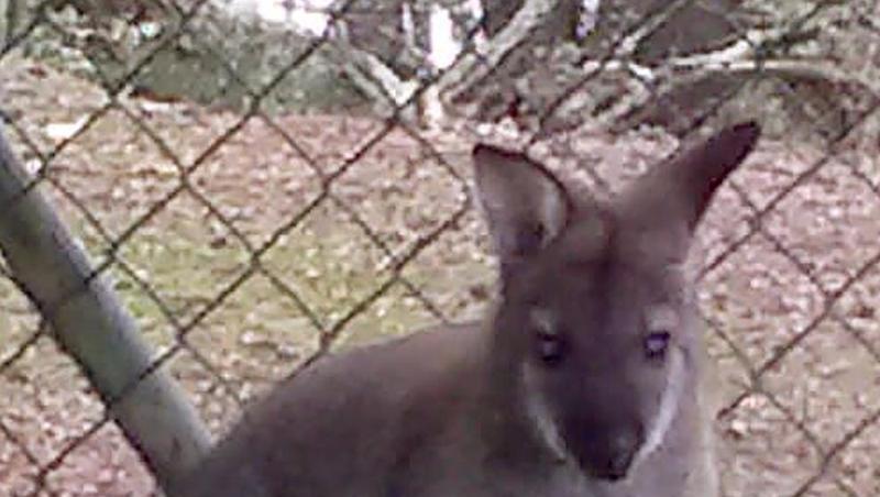 Das Foto zeigt ein ein Meter großes Wallaby. Foto: -/Polizeiinspektion Cham /dpa/Archivbild Das Foto zeigt ein ein Meter großes Wallaby. Foto: -/Polizeiinspektion Cham /dpa/Archivbild