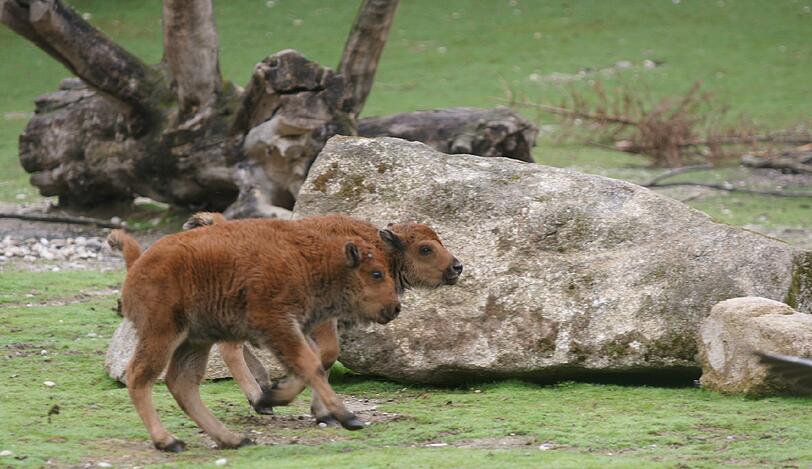 Seltener Waldbison-Nachwuchs im Tierpark Hellabrunn: So süß sind die Kälber Monsun und Marla. Die Bilder aus dem Zoo