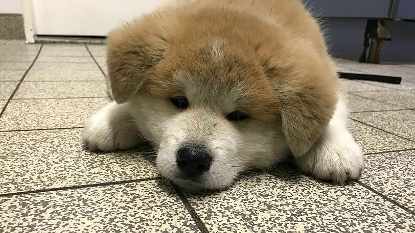Die geschmuggelten Hundwelpen.