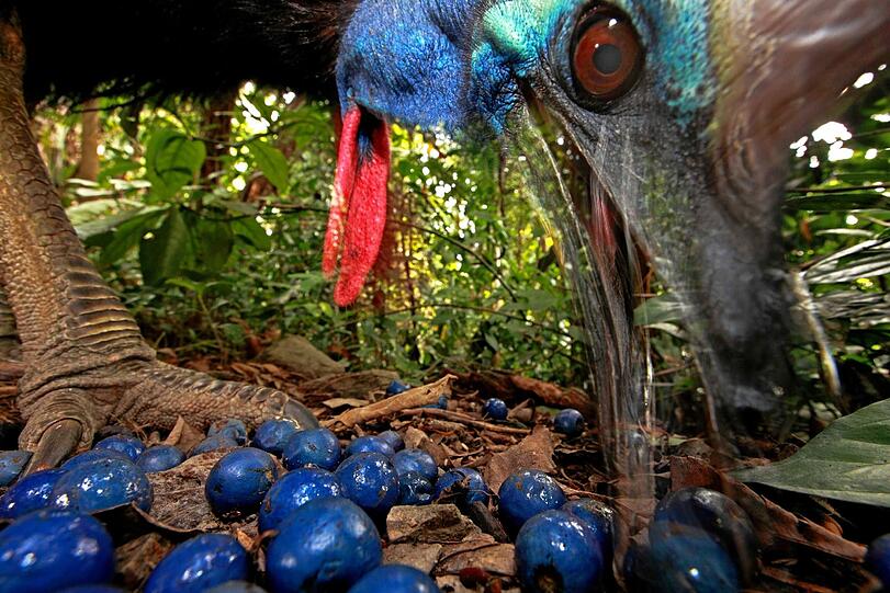 Der Deutsche Christian Ziegler gewann den ersten Preis in der Kategorie &bdquo;Einzelbild Natur&ldquo;. Er hatte in Australien einen bedrohten Laufvogel fotografiert, einen sogenannten Kasuar. Das Tier frisst auf dem Bild Früchte eines Quandong-Baumes. Beides ist leuchtend blau. &bdquo;Kasuare sind für Australiens Regenwälder eine bedeutende Tierart, weil sie große Pflanzensamen auch über eine weite Entfernung verbreiten&ldquo;, erläuterte die Jury.