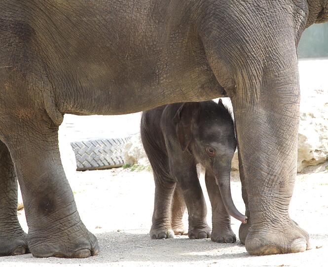 Die erste Schritte im Freien: Der Baby-Elefant im Außengehege.