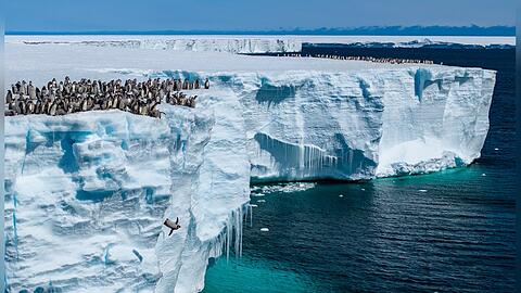 Von bis zu 15 Meter hohen Eisklippen stürzen sich die furchtlosen Pinguine.