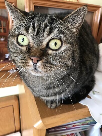 Lilli