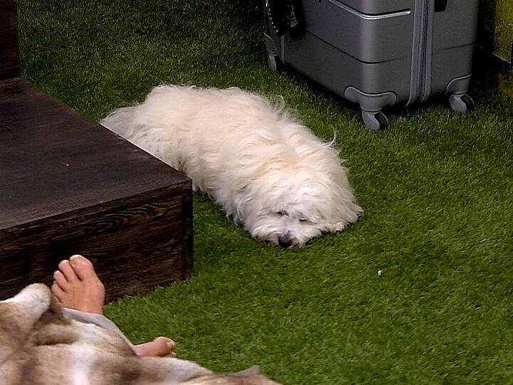 Die besten Bilder aus Big Brother...