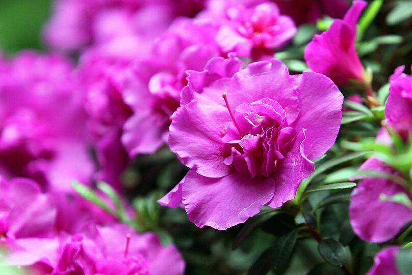 Damit im Garten alles gut gedeiht, so wie dieser Rhododendron, muss der Boden schön locker sein. Dabei hilft der Regenwurm.