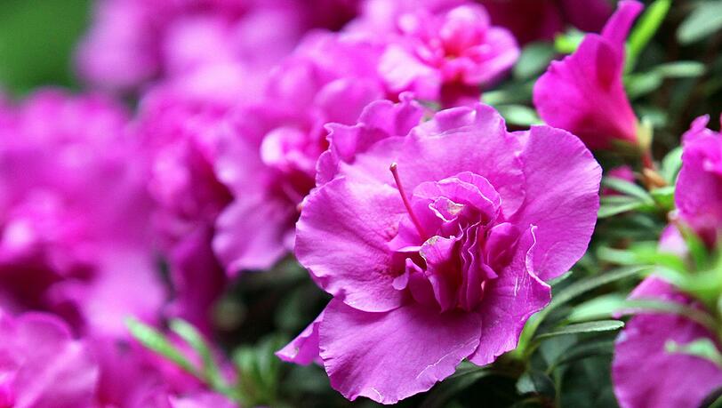 Damit im Garten alles gut gedeiht, so wie dieser Rhododendron, muss der Boden schön locker sein. Dabei hilft der Regenwurm. Damit im Garten alles gut gedeiht, so wie dieser Rhododendron, muss der Boden schön locker sein. Dabei hilft der Regenwurm.