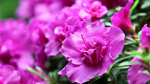 Damit im Garten alles gut gedeiht, so wie dieser Rhododendron, muss der Boden schön locker sein. Dabei hilft der Regenwurm.
